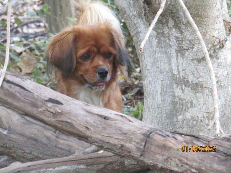 The Spaniel Project Tibeliers