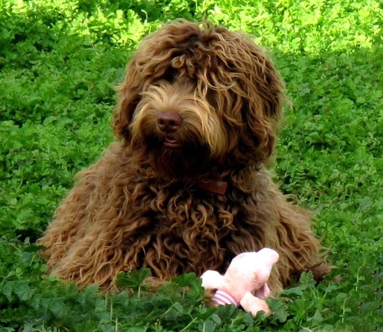 Ausmate Australian Cobberdog