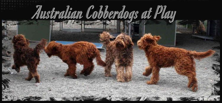 Ausmate Australian Cobberdog