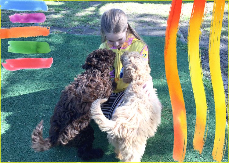 Ausmate Australian Cobberdog