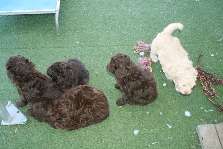 Ausmate Australian Cobberdog