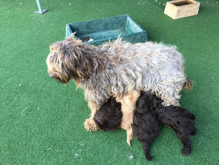 Ausmate Australian Cobberdog