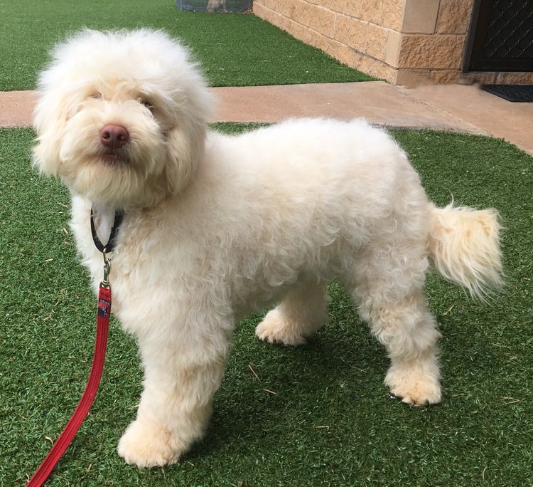 Ausmate Australian Cobberdog