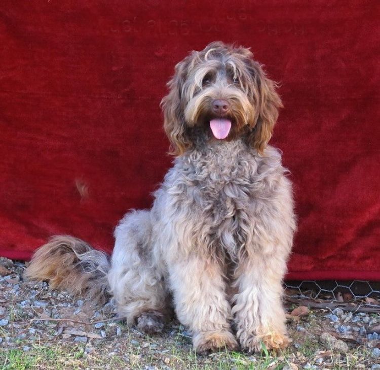Ausmate Australian Cobberdog