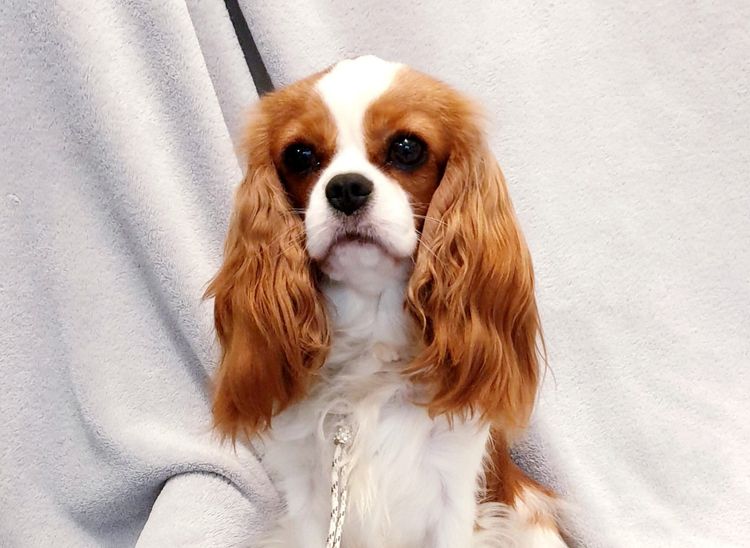 Edenridge Cavalier King Charles Spaniels