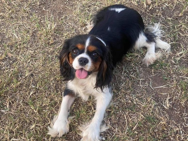Edenridge Cavalier King Charles Spaniels