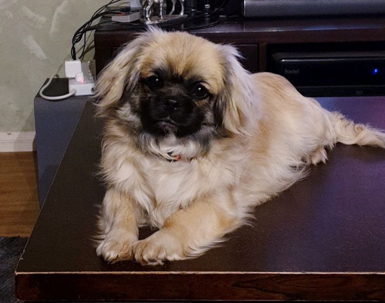 Edenridge Tibetan Spaniels