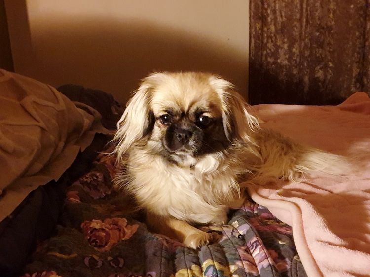 Edenridge Tibetan Spaniels