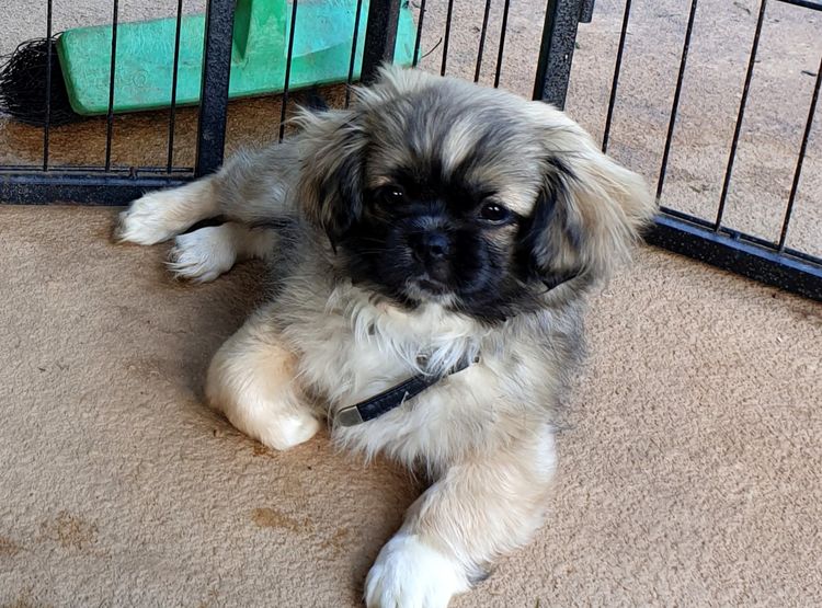 Edenridge Tibetan Spaniels