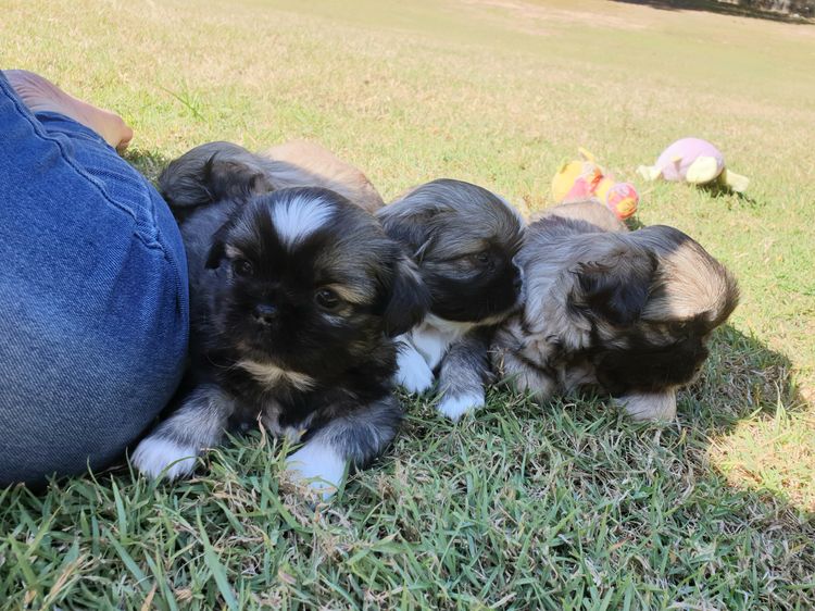 Edenridge Tibetan Spaniels