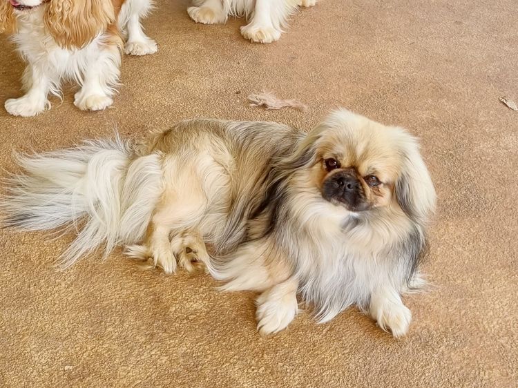 Edenridge Tibetan Spaniels