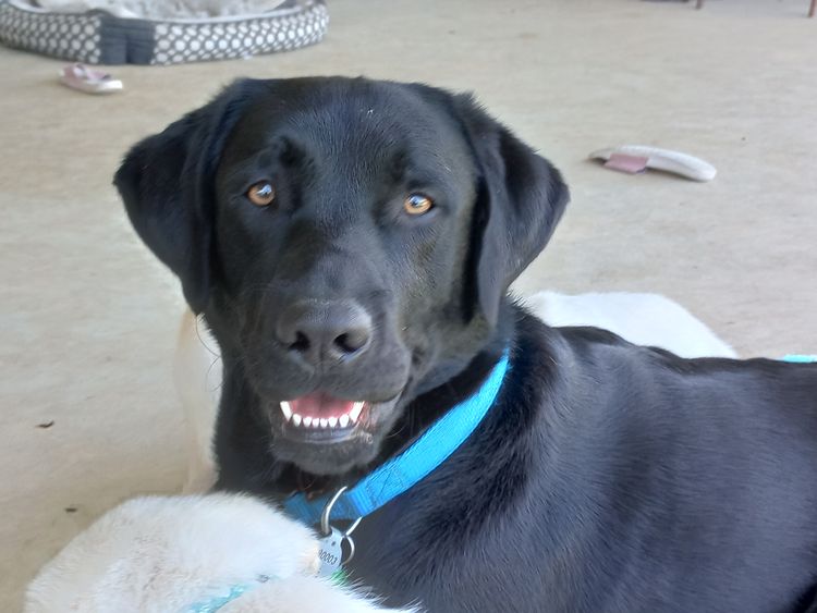 M&M Companion Retrievers (labrador  x golden retriever)