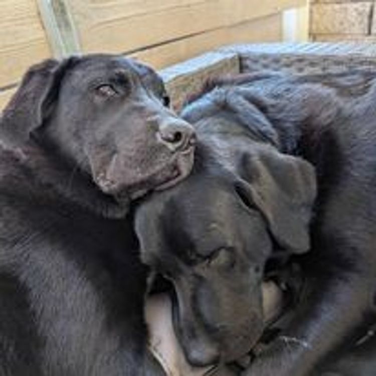 M&M Companion Retrievers (labrador  x golden retriever)