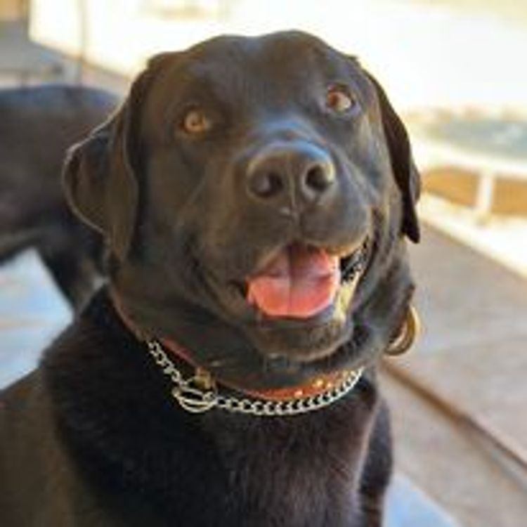 M&M Companion Retrievers (labrador  x golden retriever)