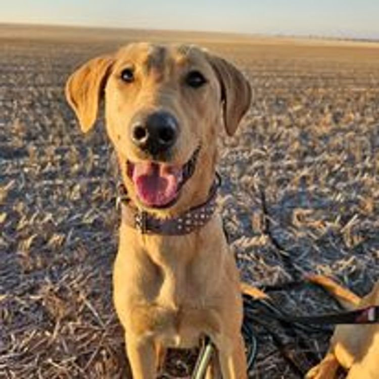 M&M Companion Retrievers (labrador  x golden retriever)