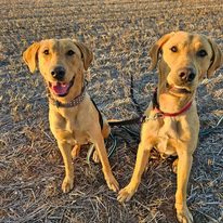 M&M Companion Retrievers (labrador  x golden retriever)