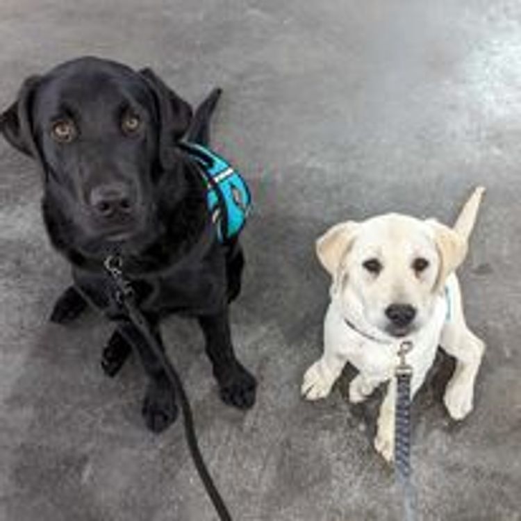 M&M Companion Retrievers (labrador  x golden retriever)