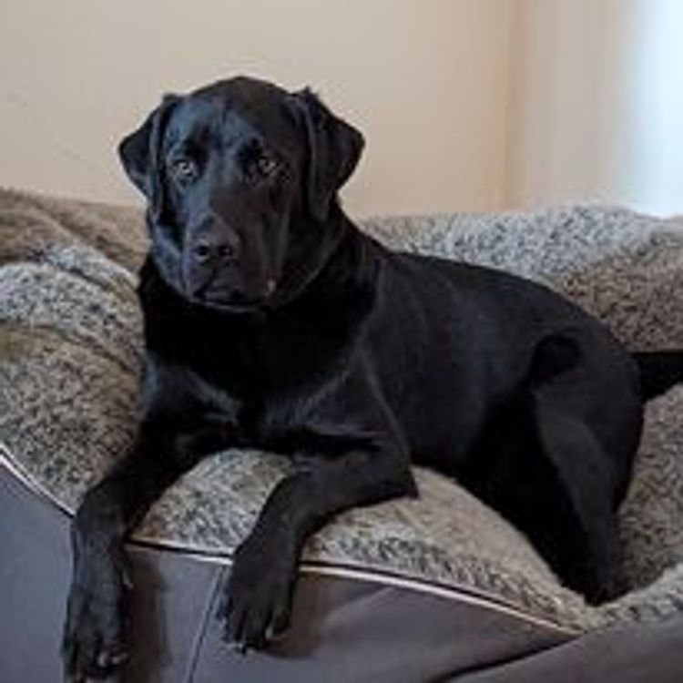 M&M Companion Retrievers (labrador  x golden retriever)