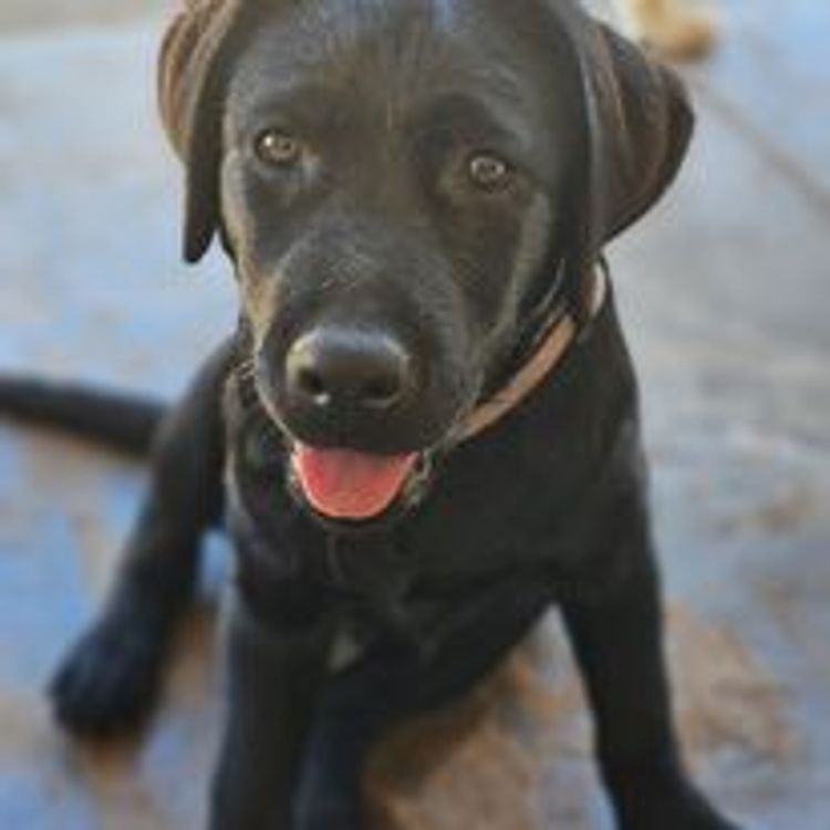 M&M Companion Retrievers (labrador  x golden retriever)