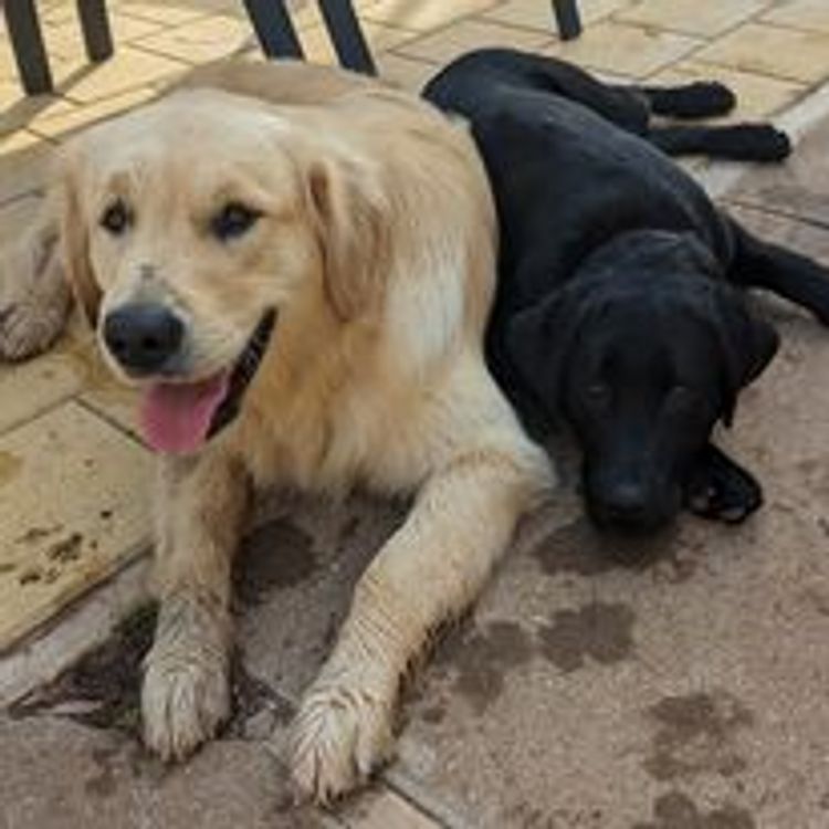 M&M Companion Retrievers (labrador  x golden retriever)
