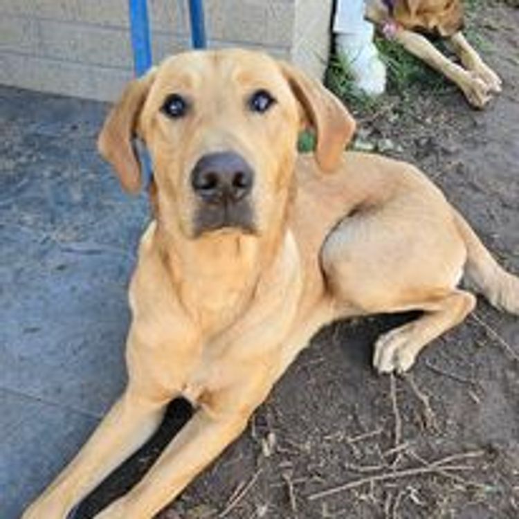 M&M Companion Retrievers (labrador  x golden retriever)