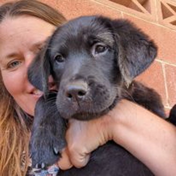 M&M Companion Retrievers (labrador  x golden retriever)