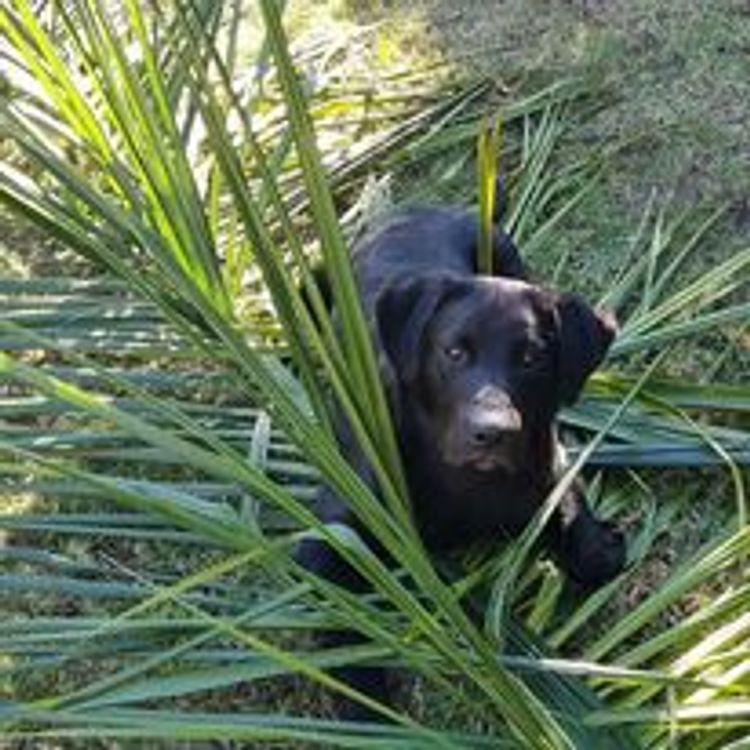 M&M Companion Retrievers (labrador  x golden retriever)