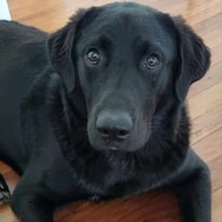 M&M Companion Retrievers (labrador  x golden retriever)