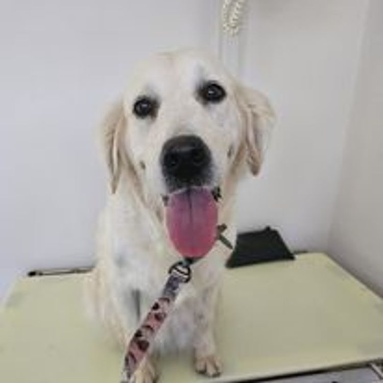 M&M Companion Retrievers (labrador  x golden retriever)