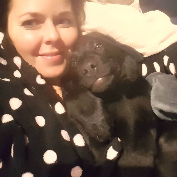 M&M Companion Retrievers (labrador  x golden retriever)