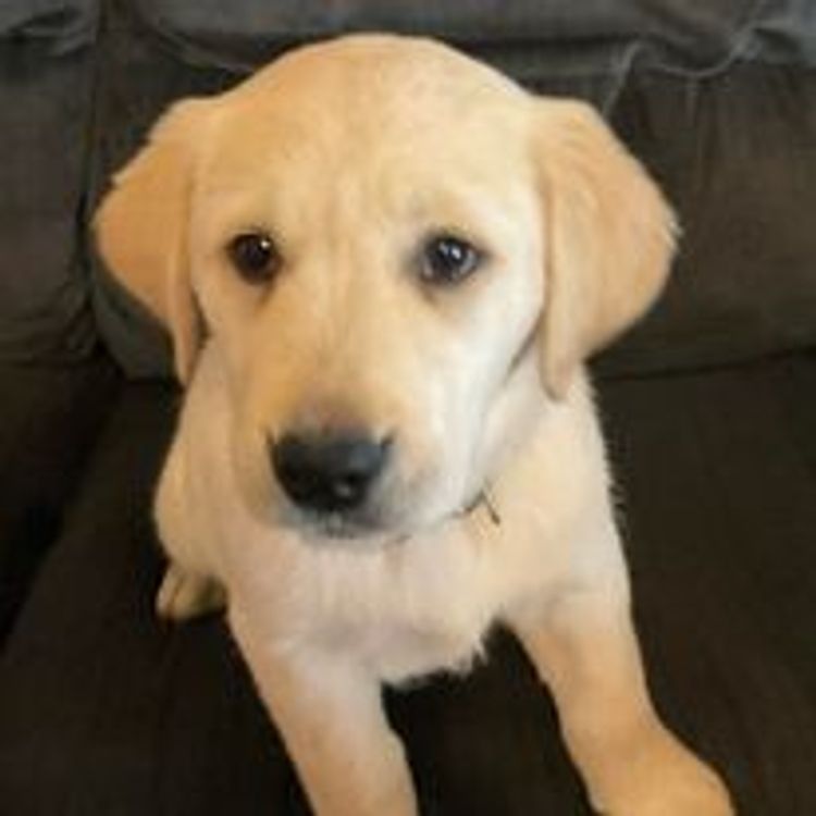 M&M Companion Retrievers (labrador  x golden retriever)