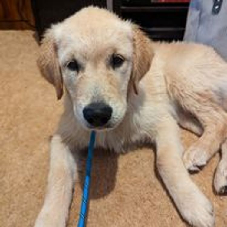 M&M Companion Retrievers (labrador  x golden retriever)
