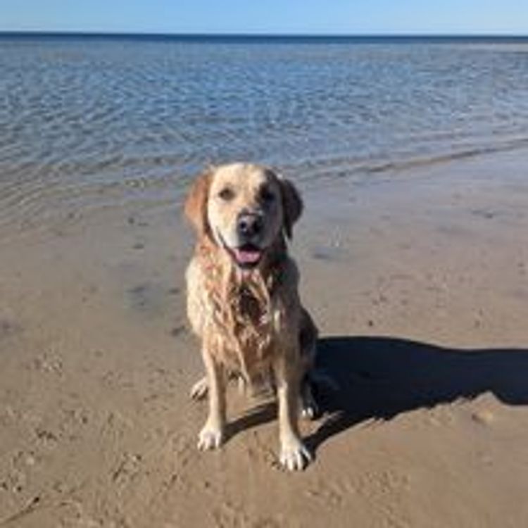 M&M Companion Retrievers (labrador  x golden retriever)