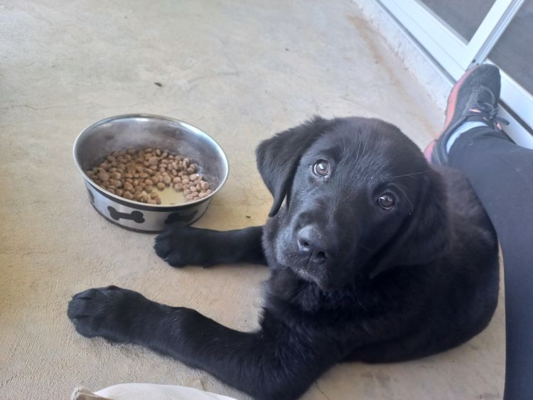 M&M Companion Retrievers (labrador  x golden retriever)