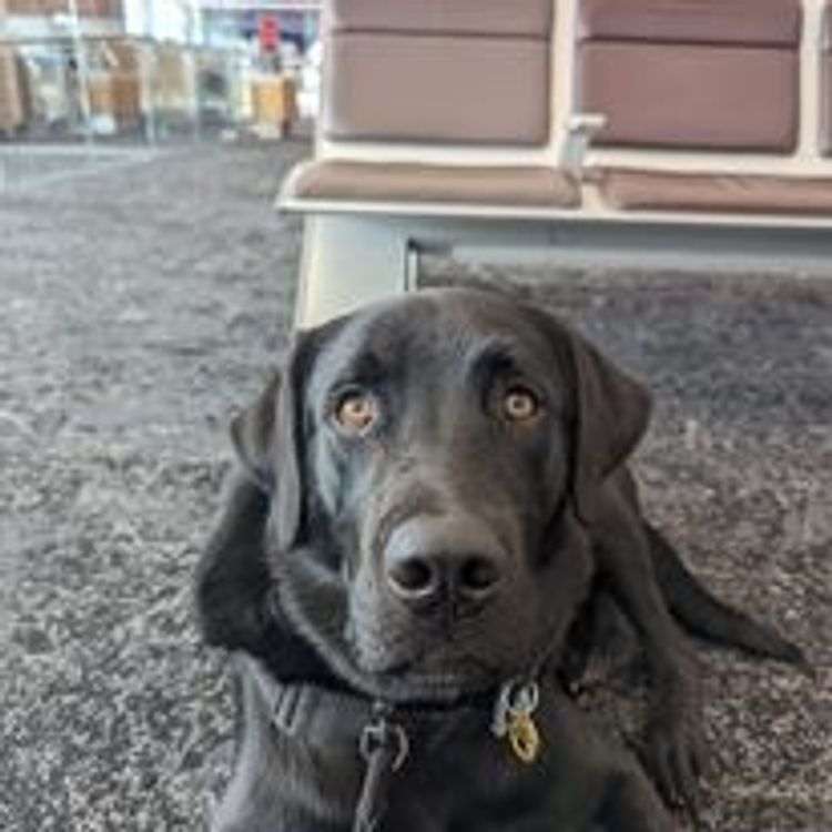 M&M Companion Retrievers (labrador  x golden retriever)