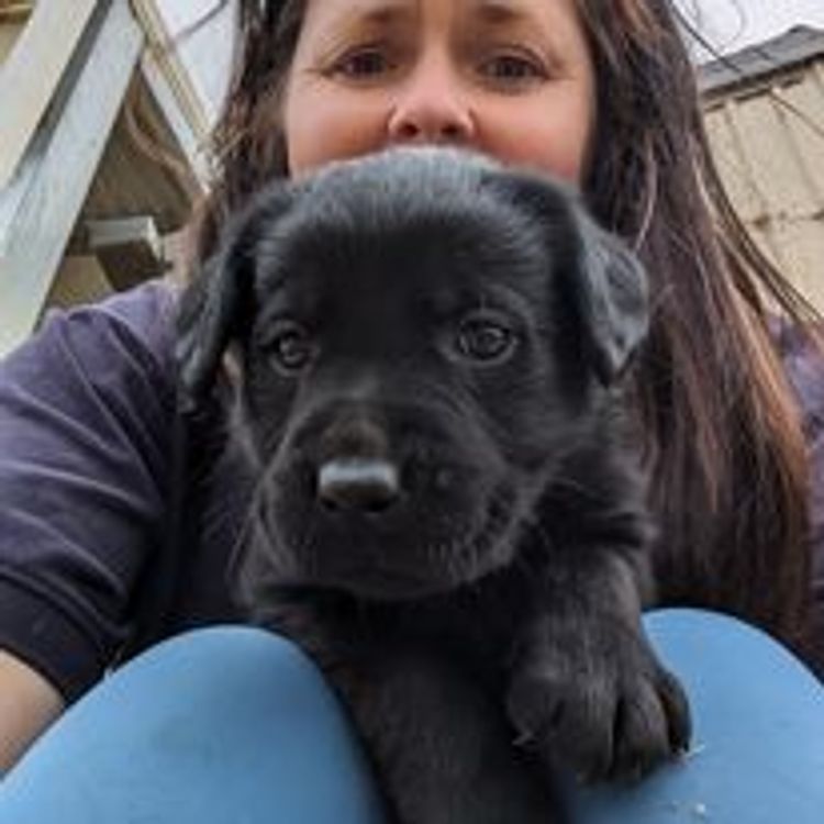 M&M Companion Retrievers (labrador  x golden retriever)