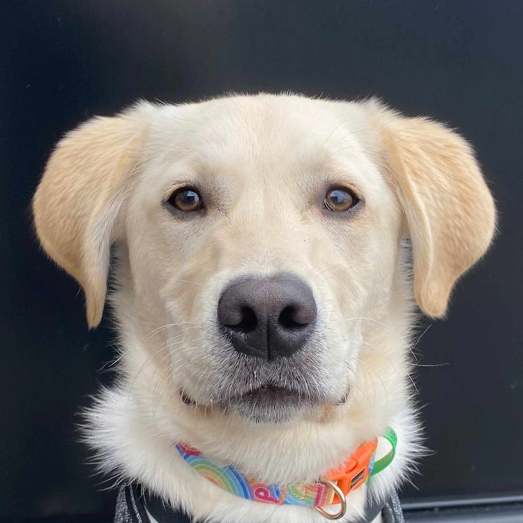 M&M Companion Retrievers (labrador  x golden retriever)