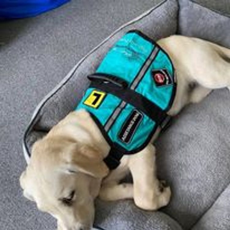M&M Companion Retrievers (labrador  x golden retriever)