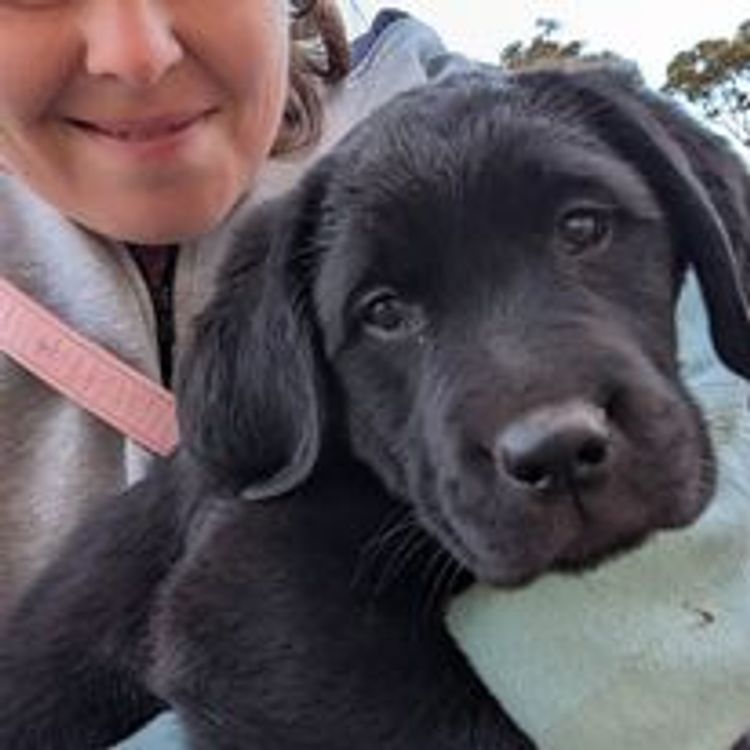 M&M Companion Retrievers (labrador  x golden retriever)