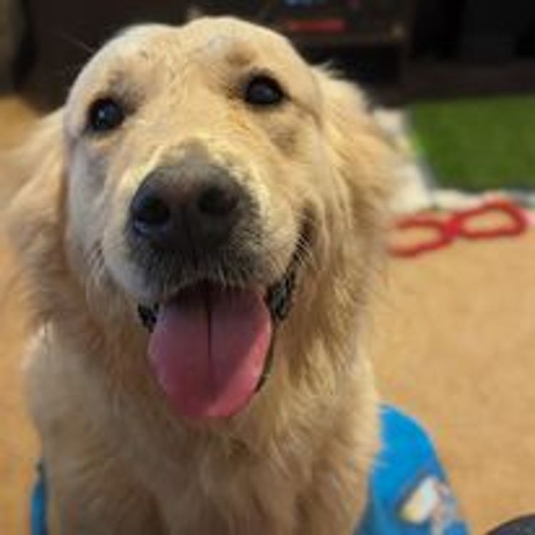 M&M Companion Retrievers (labrador  x golden retriever)