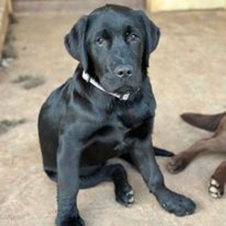 M&M Companion Retrievers (labrador  x golden retriever)