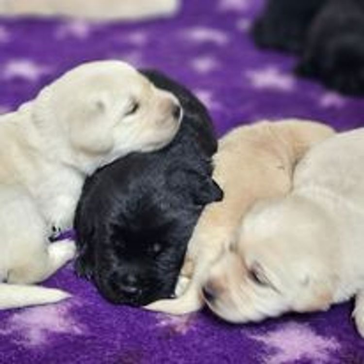 M&M Companion Retrievers (labrador  x golden retriever)