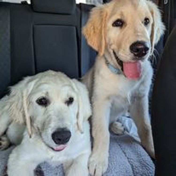 M&M Companion Retrievers (labrador  x golden retriever)