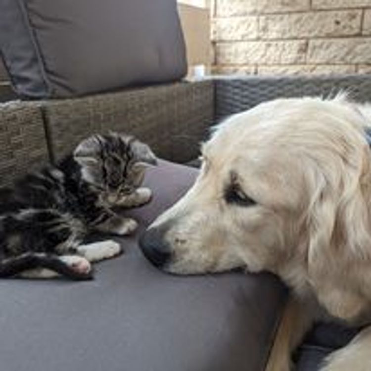 M&M Companion Retrievers (labrador  x golden retriever)