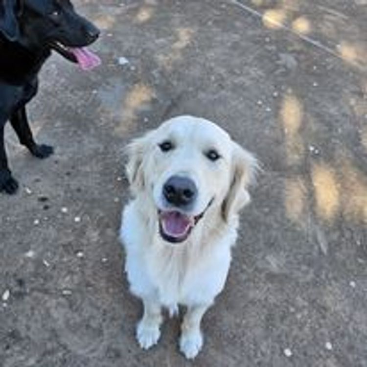M&M Companion Retrievers (labrador  x golden retriever)