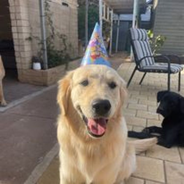 M&M Companion Retrievers (labrador  x golden retriever)