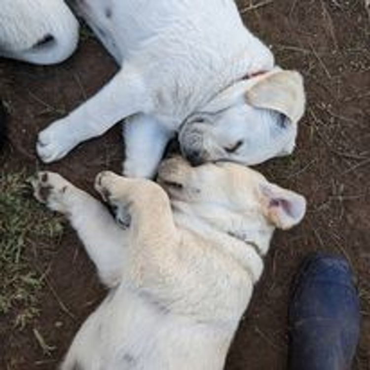 M&M Companion Retrievers (labrador  x golden retriever)