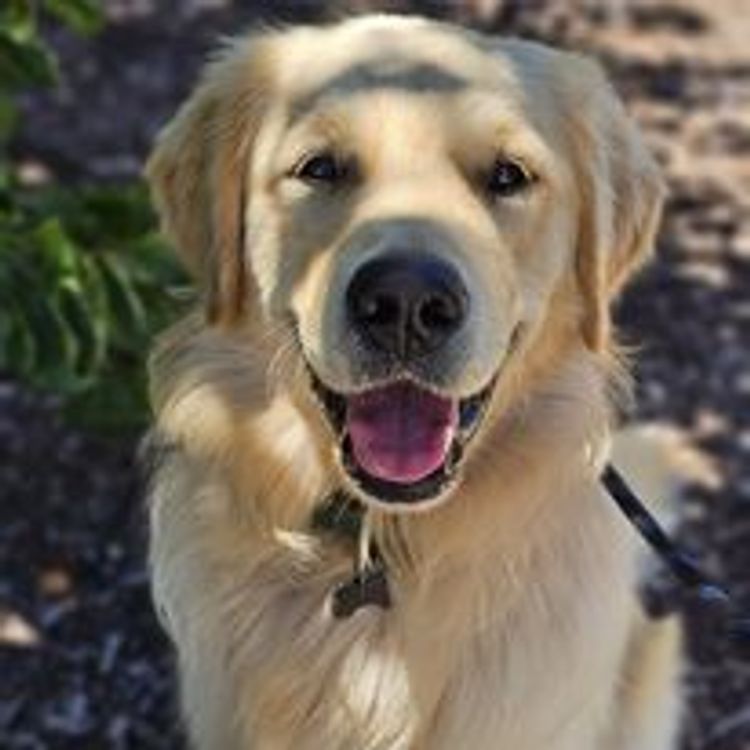 M&M Companion Retrievers (labrador  x golden retriever)