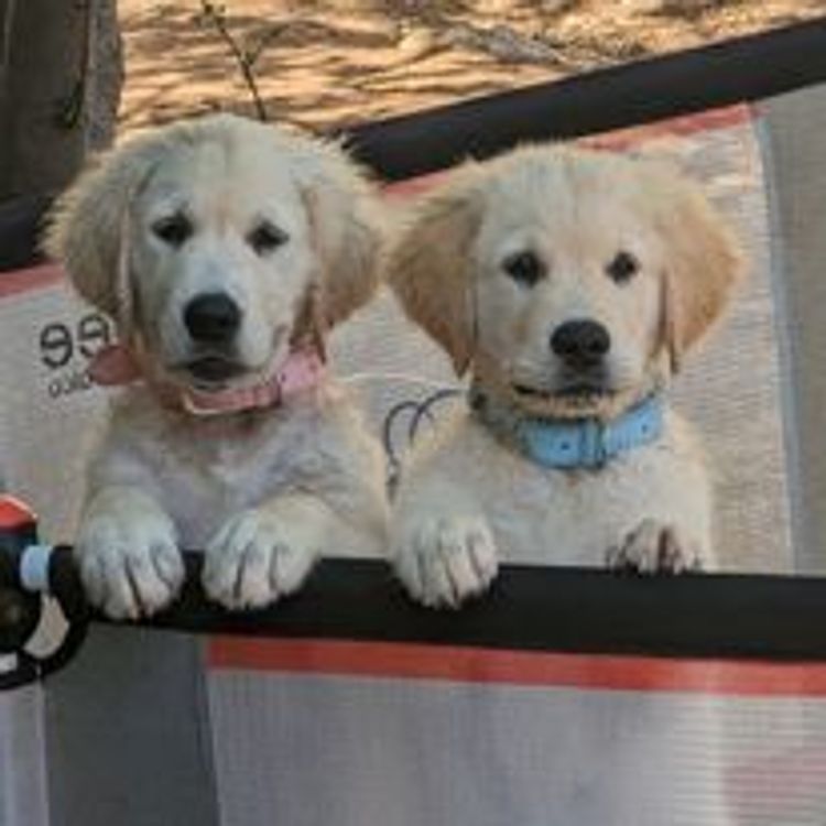 M&M Companion Retrievers (labrador  x golden retriever)