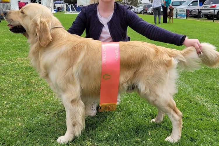 Dutchesscav Golden Retrievers